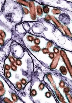 Lo ngại virus H5N1 có dấu hiệu thích nghi với người