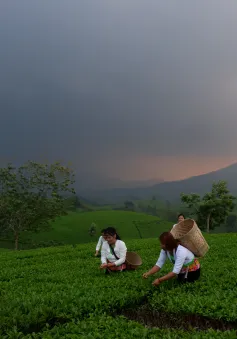 Nét đẹp lao động trên đồi chè Long Cốc