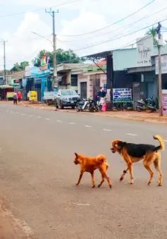 Bé gái 4 tuổi tử vong, 10 người có nguy cơ mắc bệnh dại do chó cắn