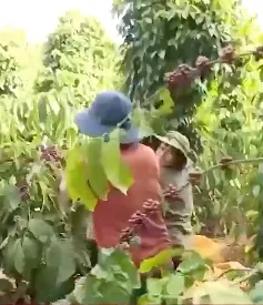 Chư Prông ứng dụng khoa học kỹ thuật vào sản xuất
