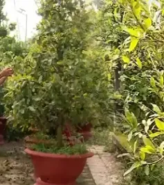 Nhiều nhà vườn chuyển sang trồng mai mini bán Tết