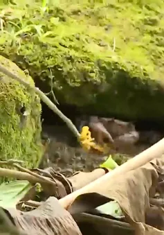 Câu cua núi trên nóc nhà đồng bằng