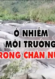 Ô nhiễm môi trường do trang trại chăn nuôi trái phép