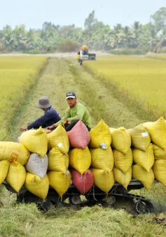 Phát triển 1 triệu ha lúa chất lượng cao, phát thải thấp