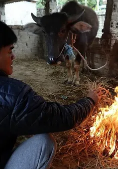 Thời tiết đêm 16/1: Nhiều khu vực vùng núi phía Bắc rét đậm, rét hại