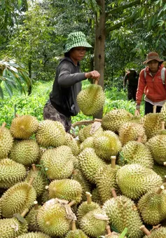 Tăng cường bảo vệ mã số vùng trồng sầu riêng