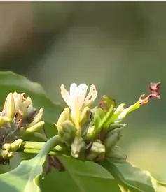 Buôn làng Tây Nguyên khởi sắc