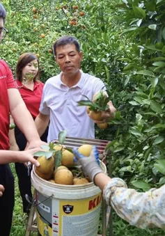 Mùa vàng bội thu trên đất Cao Phong