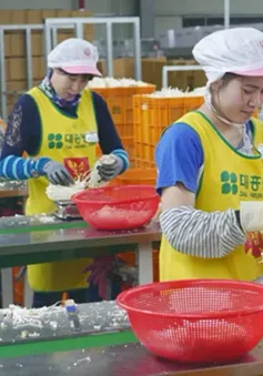 Lao động Việt Nam tại Hàn Quốc có cơ hội hưởng lương hưu