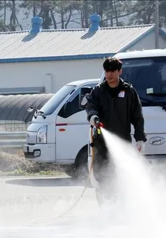 Hàn Quốc phát hiện ca bệnh lở mồm long móng đầu tiên sau gần 2 năm