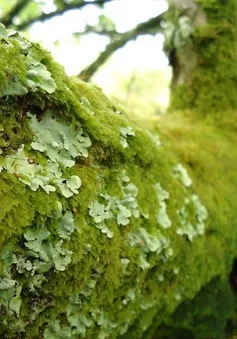 Phát hiện loại địa y mới tại 'nóc nhà thế giới'