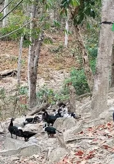 Lá đơn thoát nghèo và khát vọng đổi đời nơi biên giới