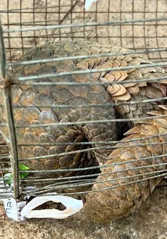 Lâm Đồng: Người dân giao nộp Tê tê Java quý hiếm bò vào nhà