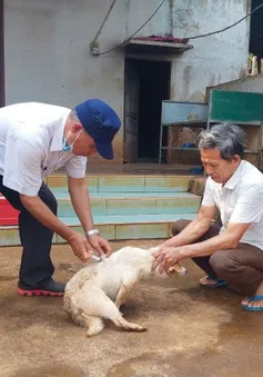 Đắk Lắk tăng cường phòng chống bệnh dại