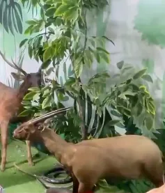 Bảo tàng thiên nhiên Duyên hải Miền Trung thu hút du khách