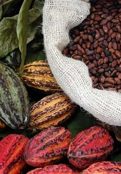 Cacao Việt từng bước tạo ra vị thế riêng