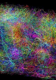 Vẽ bản đồ thần kinh não chuột để nghiên cứu về Alzheimer