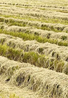 Tìm kiếm giải pháp giúp nâng cao chuỗi giá trị rơm rạ