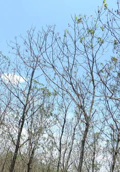 Hàng nghìn hecta cao su khô lá bất thường khiến người trồng gặp khó