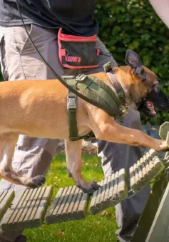 Những chú chó xứ Wales góp phần đẩy lùi nạn săn trộm tại châu Phi