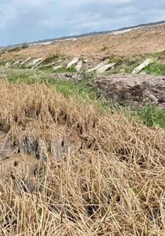 Phó Thủ tướng Chính phủ yêu cầu bồi thường cho dân có lúa chết cạnh cao tốc