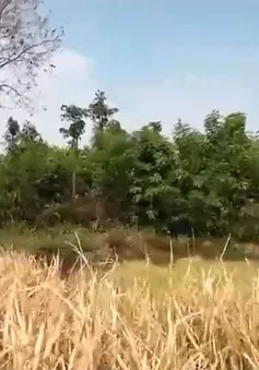Nắng nóng kéo dài, nông dân "bó tay" nhìn lúa, cà phê chết khô