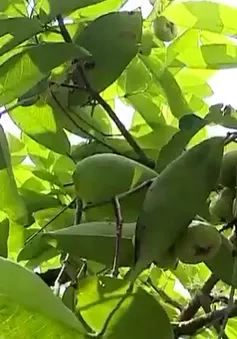 Làm du lịch từ vườn mận