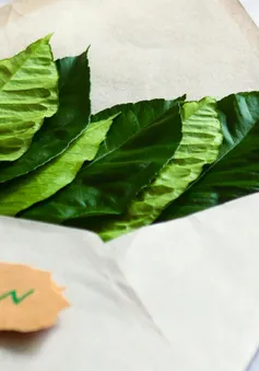 Định nghĩa lại “rác” để tái chế thành giấy