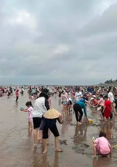 Trào lưu "săn ngao" thu hút hàng nghìn người dịp nghỉ lễ