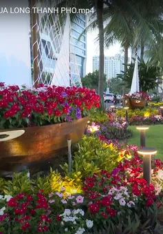 Đường hoa biển giữa lòng thành phố Đà Nẵng