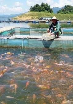 Thanh Hóa: Nuôi cá lồng trên hồ thủy điện – sinh kế mới cho người dân vùng cao
