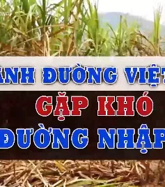 Ngành đường Việt Nam gặp khó vì đường nhập lậu