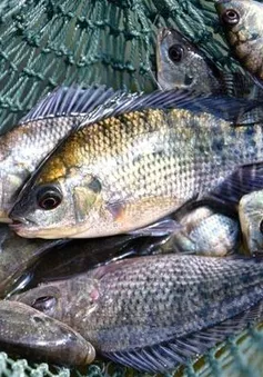Cá rô phi bước vào thị trường thịt trắng toàn cầu