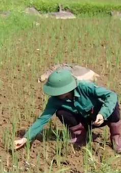 Thi công đường gây hư hỏng mương dẫn nước, nhiều ruộng lúa ở Hòa Bình trước nguy cơ mất trắng