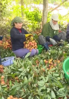Tiềm năng xuất khẩu vải chín sớm ở tây Nguyên