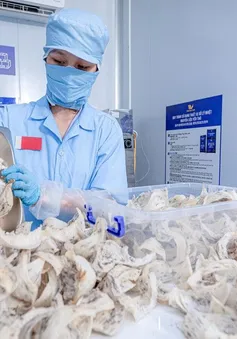 Tổ yến Việt cạnh tranh với Malaysia và Indonesia