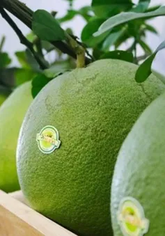 Cơ hội rộng mở cho trái bưởi Việt Nam