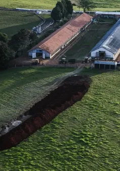 Brazil lập rào chắn ngăn cúm gia cầm