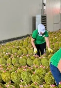 Kiến nghị gỡ khó xuất khẩu sầu riêng sang Trung Quốc