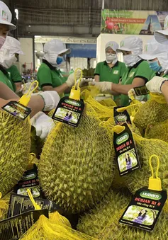 Kiểm soát chất cấm để giữ "hộ chiếu" cho sầu riêng