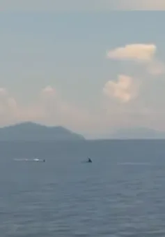 Cá heo xuất hiện ở Vịnh Nha Trang