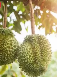 Kiểm soát chất cấm để giữ ''hộ chiếu'' cho sầu riêng