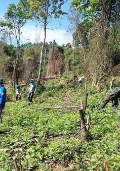 Quảng Bình: Cưỡng chế nhiều diện tích keo trồng trên đất rừng tự nhiên