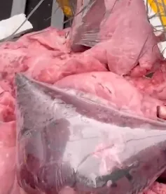 Quảng Trị bắt giữ vụ vận chuyển 600 kg nội tạng động vật trái phép
