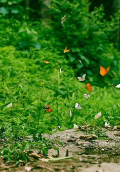 Cúc Phương mùa bướm đẹp cỡ nào mà đông khách du lịch đến thế?