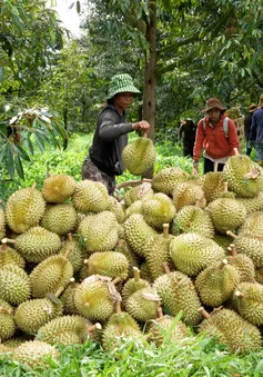 Để sầu riêng khỏi... sầu