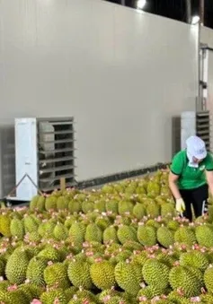 Thúc đẩy sản xuất và xuất khẩu sầu riêng bền vững