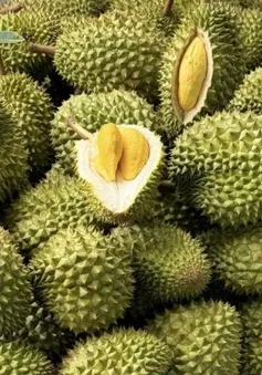 Thay đổi cách bảo quản sầu riêng để đảm bảo chất lượng xuất khẩu