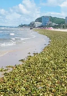 Rác tràn vào bãi biển, Vũng Tàu huy động lực lượng xuyên đêm thu gom