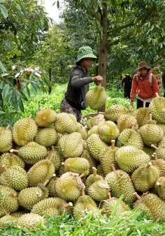 Sẽ quy định cụ thể về quản lý mã số vùng trồng, đóng gói xuất khẩu